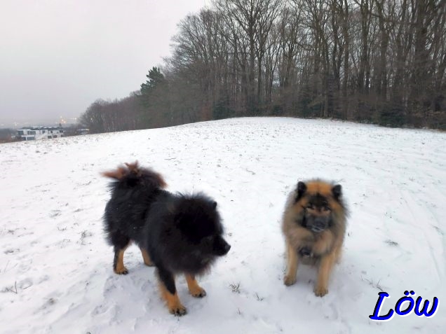 31.12.2025 - Der Nebel kommt
